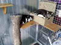 Intérieur du box commun chats